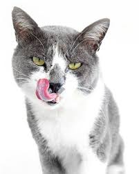 There are 218 suppliers who sells automatic cat feeder wet food on alibaba.com, mainly located in asia. Best Automatic Refrigerated Cat Feeders For Wet Food In 2021 Obeymycat