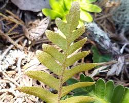 Image result for Pleopeltis