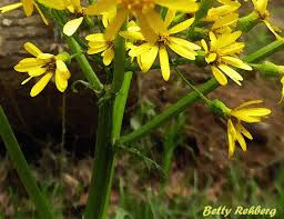 We did not find results for: Spring Wildflowers In Albany Ga Spring Wildflowers Wild Flowers Photo