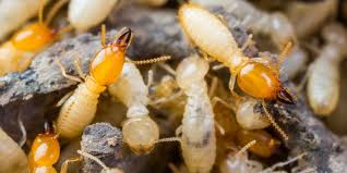 In business for over 22 years, we specialize in recurring pest control services that give our clients ongoing protection from ants, roaches, termites. Termites Control Cost Termites Info