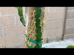 Considered a cactus plant, its vibrant dragon fruit has an extremely low amount of cholesterol, which ultimately helps the body break down this fruit quickly, keeping you happy and. Dragon Fruit Aerial Roots Youtube Dragon Fruit Roots Macrame Plant Hanger