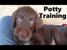 It is intelligent, easy to train and eager to please. Pudelpointer Puppies For Sale Montana 07 2021
