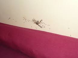 Weitere in der umgebung diese insekten könnten versteckt ist auf kleidung, bettwäsche und möbel. Animalische Begegnungen Begegnungsgedanken