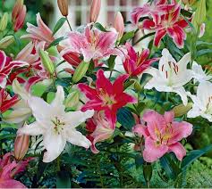 Large cross 16 x 22 inches (shown, photo 1). Keeping Easter Plants Happy Laidback Gardener