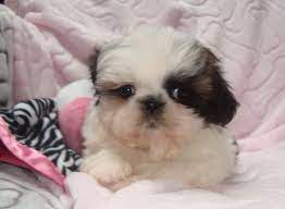 Shih tzu puppies rescue iowa. Iowa Nursery Tiny Tot Shih Tzu 1000 2000 Puppies Shih Tzu Animals