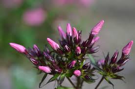 Air circulation is also great for preventing diseases on garden phlox, although coral creme drop is so resistant, you should rarely ever see a white spec on the leaves. Mt Cuba Center Phlox Paniculata Ditomdre Coral Creme Drop Mt Cuba Center