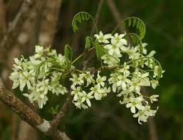 Image result for Rourea orientalis