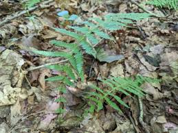 Image result for Amauropelta