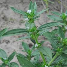 Image result for Spermacoce senensis