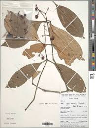 Image result for Ixora kalehensis