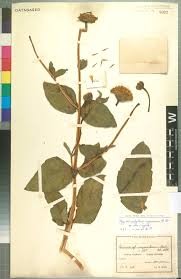 Image result for Scolopia stolzii