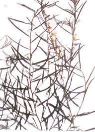 Image result for Chamaecrista mimosoides