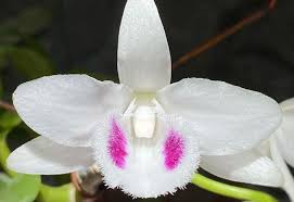 Phong trào trồng và mua bán hoa lan đột biến ngày càng nở rộ. Cáº£nh Giac Khi Mua Lan Ä'á»™t Biáº¿n Giao Ban Tran Lan Tren Facebook Hoa Lan Ä'áº¥t Viá»‡t Orchivi Com