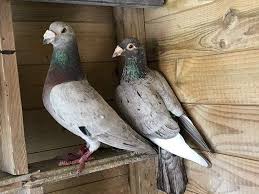 1 455 Moy Aresei 8 Sxolia Pigeons Lovers Of All Kinds Pigeonslovers Sto Instagram By Brieftauben Hamburgg Pige In 2020 Racing Pigeons Pigeon Homing Pigeons