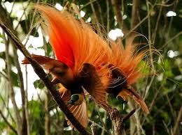 Ave del paraíso de raggi: Raggiana Bird Of Paradise Paradisaea Raggiana Jungledragon