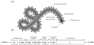 There are different species of the ebola virus. Filoviridae Wikipedia