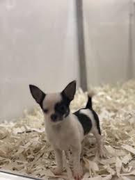 Siyah Beyaz Chihuahua Sivava Yavrularimiz Geldi Kopek Satis