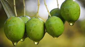 The Benefits Of Olive Oil For Hair Naturallycurly Com
