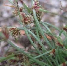 Image result for Lipocarpha atra