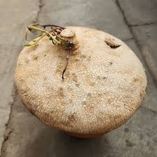 Image result for Raphionacme procumbens