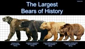 Bears Of The Pleistocene Prehistoric Animals Giant Animals Extinct Animals