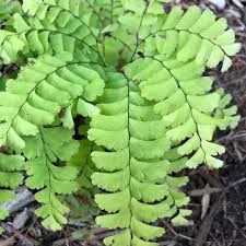 Image result for Adiantum patens
