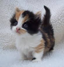 Munchkin Kitten Munchkin Kitten Munchkin Cat Kittens Cutest