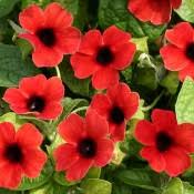 Image result for Thunbergia dregeana