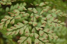 Image result for Adiantum poiretii