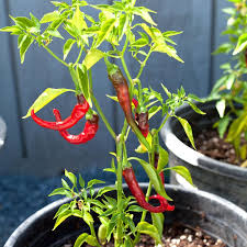 Organic Pepper Hot Cayenne Slim Grow Organic