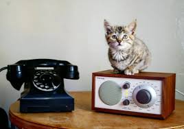 Katzen Allein Zuhaus 5 Einfache Tricks Die Langeweile Vertreiben Katzen Katzenbabys Bezaubernde Katzchen