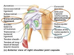 When an antigen is bound to a class ii mhc protein it can activate a cell. Joints Chapter Ppt Video Online Download