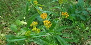 Image result for Asclepias foliosa