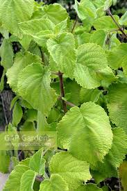 Image result for Tetradenia