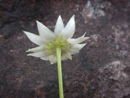 Image result for Mesanthemum africanum