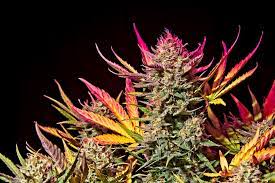 We did not find results for: 7 Tips And Tricks To Maximize Yields In Autoflowers By Fast Buds Team Medium