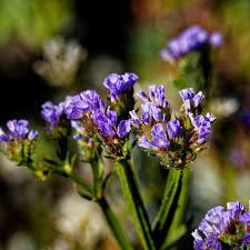Image result for Limonium sinuatum