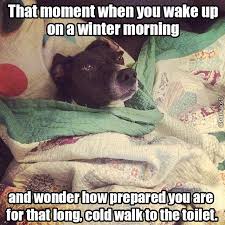 17 Dog Pictures That Perfectly Sum Up Your Hatred Of Winter Weather Memes Winter Humor Hilarious