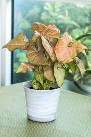 Arrowhead Plant Arrowhead Plant Plants Easy Plants