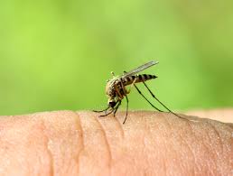 Deal with the bites when they first occur for best results. Mosquito Bites Leave A Lasting Impression On Our Immune System Discover Magazine