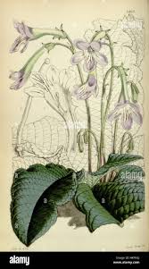 Image result for Streptocarpus eylesii