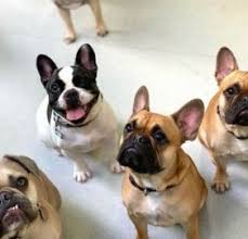 French bulldog breeder listing service. 5 Best French Bulldog Breeders In Texas 2021 Smiling Bulldogs