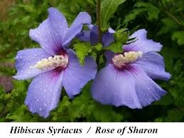 Image result for Hibiscus syriacus Violet Clair Double