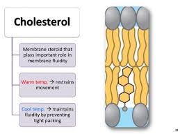 Solved Part B. Membrane Without Cholesterol Membrane With | Chegg.Com