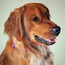See more ideas about pet portraits, dog. Pet Portrait Paintings By Sharon Lamb Home Facebook