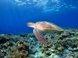 Image result for 沖縄の海