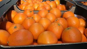 Sinensis (sweet orange) to distinguish it from citrus aurantium, navel oranges are distinguishable by the growth of a second orange at the base of the. Orange Orange Mda Agricultural Products Turkey