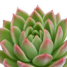Green plants may seem tricky to care for, but they don't have to be. Echeveria Agavoides Red Tips Leaf Clay