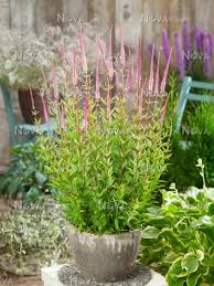 Erika is a big looker among culver's root varieties. Veronicastrum Erika In Pot Media Database