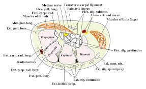 Compact bone, spongy bone, and bone marrow. Carpal Tunnel With Artery Tendon Bone Sectional View In Detail